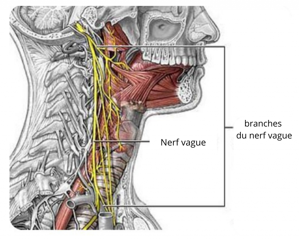 Головной отдел блуждающего нерва. Блуждающий нерв Неттер. Nervus Vagus анатомия. 10 Блуждающий нерв анатомия. Блуждающий нерв на шее топография.